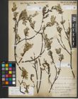 Foto von Salix repens subsp. repens L.